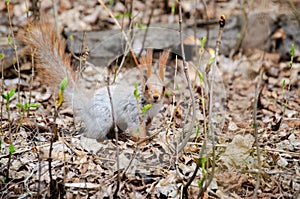 Animal squirrel eats a nut in the park