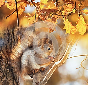 Animal squirrel with a fluffy tail sits in an autumn park and nibbles a nut among the golden foliage