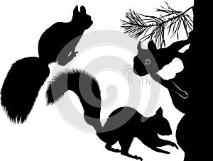 Animal squirrel tree