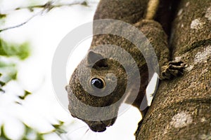 Animal squirrel tree evening head