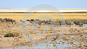 Animal stampede with wildebeest, Zebra and springbok
