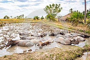 Animal stock in East Timor - Timor-Leste. Herd of cattle, zebu, buffaloes or cows in a field swims in a dirt, mud, hight water.