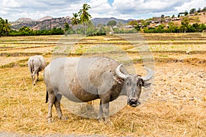 Animal stock in Southeast Asia. Two zebu, buffaloes or cows, cattle on a field. Village in rural East Timor - Timor-Leste. photo