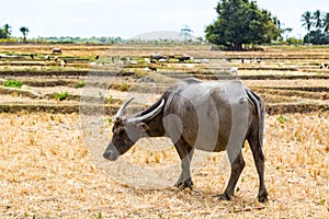 Animal stock in Southeast Asia. Zebu, buffalo or cow. Cattle on a field. Village life in rural East Timor - Timor-Leste. photo