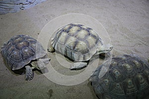 Animal Sukada Turtle