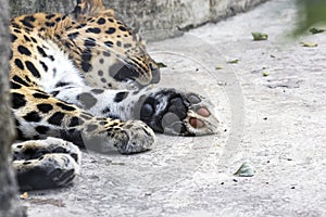 Animal surveillance lulled Amur leopard wandered into the city, Northeast China