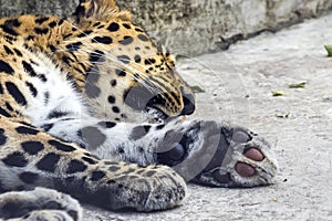 Animal surveillance lulled Amur leopard wandered into the city, Northeast China