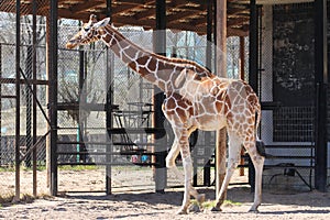 Animal tall Giraffe zoo close-up