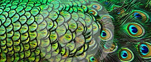 Animal texture pattern colorful Peacock feathers in closeup animal background beautiful