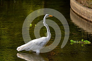 Garza Real also known as Great Egret standing on a pond. photo