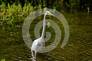 Garza Real also known as Great Egret standing on a pond. photo