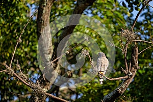 Gavilan Jabao, also known Roadside hawk, perched on a branch. photo