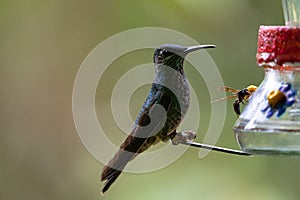 Hummingbird also known as Sparkling violetear or Colibri Oreja Violeta drinking sugar water from feeder photo