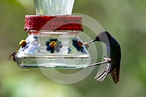 Hummingbird also known as Sparkling violetear or Colibri Oreja Violeta drinking sugar water from feeder photo
