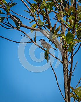 Animal: Tico-tico bird in a tree, in the cerrado biome of Brazil.