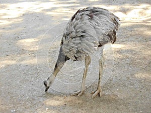 Ostrich