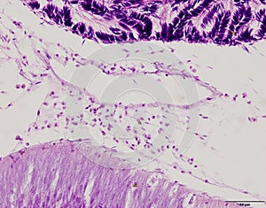 Animal tissue samples under the microscope.