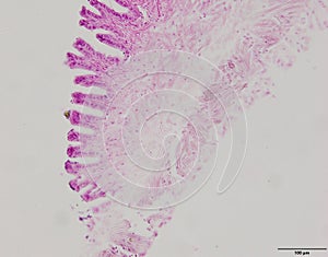 Animal tissue samples under the microscope.