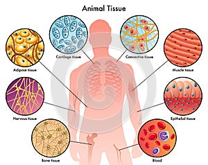 Animal tissues photo