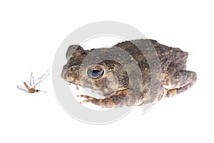 Animal toad look at mosquito bug