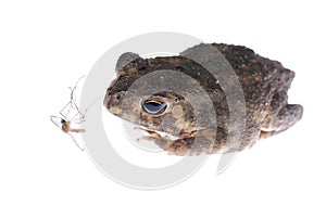 Animal toad look at mosquito bug