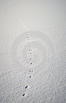 Animal traces in fresh loose snow