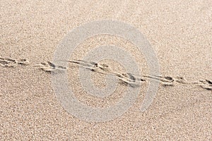 Animal traces in the sand - copy space