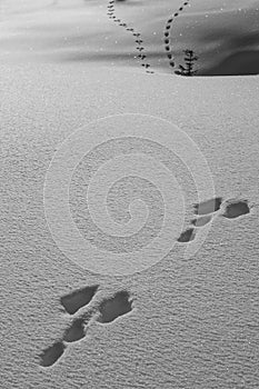 Animal traces in the snow