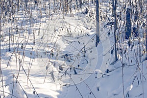 Animal traces in the snow path