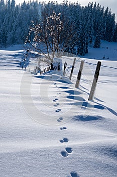 Animal traces in the snow. Silhouette of trees in winterlandscape