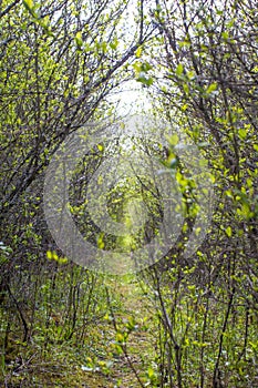 Animal track through bushes for biodiversity and life experience metaphor