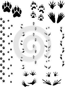 Animal Tracks 01