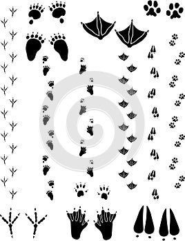 Animal Tracks 02