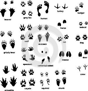 Animal tracks