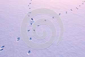 Animal tracks crossing on snow