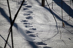 Animal tracks through deep snow in forest