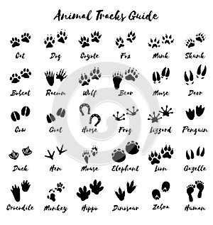 Animal tracks - foot print guide vector