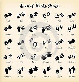 Animal tracks - foot print guide vector