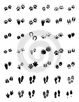 Animal tracks - foot print guide vector