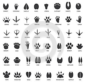 Animal tracks. Footprints of swan, llama and donkey, cat. Owl, dog and mouse, dove and zebra paw prints isolated vector