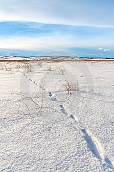 Animal Tracks in Fresh Snow