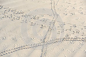 Animal tracks on the morning beach in Socotra, Yemen