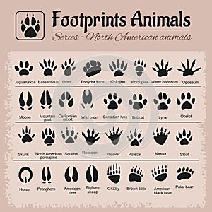 Animal Tracks - North American animals