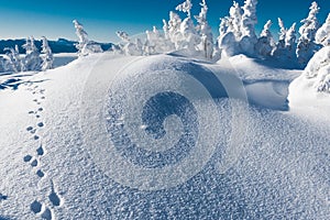 Animal tracks in puffy snow on hillside. Winter forest after snowfall. Trees in frost