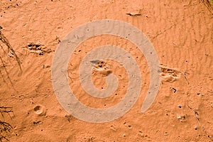 Animal tracks in red sand