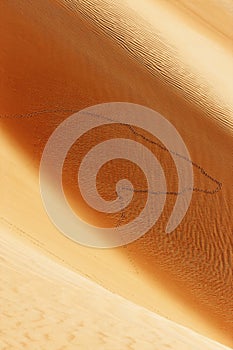 Animal tracks on sand dunes of the Arabian desert