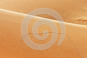 Animal tracks on sand dunes of the Arabian desert