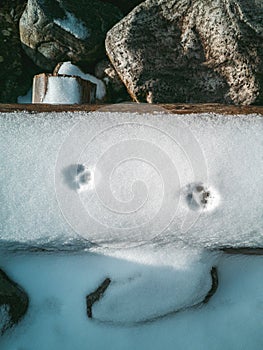 Animal tracks in the snow