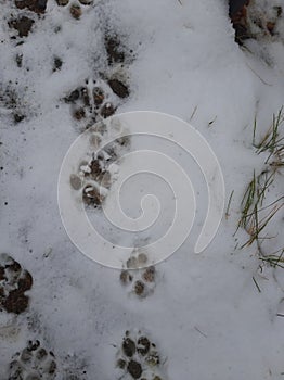 Animal tracks in the snow