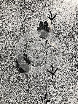 Animal tracks in the snow on the asphalt. Paw prints of dog and birds